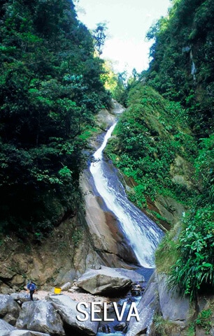 Selva