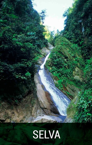 Selva